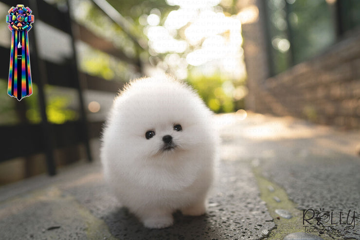 Rolly Teacup Puppies QUEEN - FEMALE (PURCHASED by Mozzoni).
