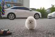 Rolly Teacup Puppies QUEEN - FEMALE (PURCHASED by Mozzoni).