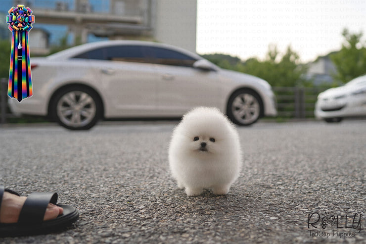 Rolly Teacup Puppies QUEEN - FEMALE (PURCHASED by Mozzoni).