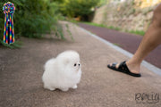 Rolly Teacup Puppies QUEEN - FEMALE (PURCHASED by Mozzoni).