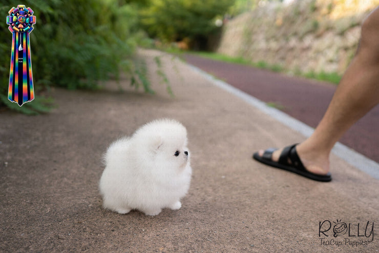 Rolly Teacup Puppies QUEEN - FEMALE (PURCHASED by Mozzoni).