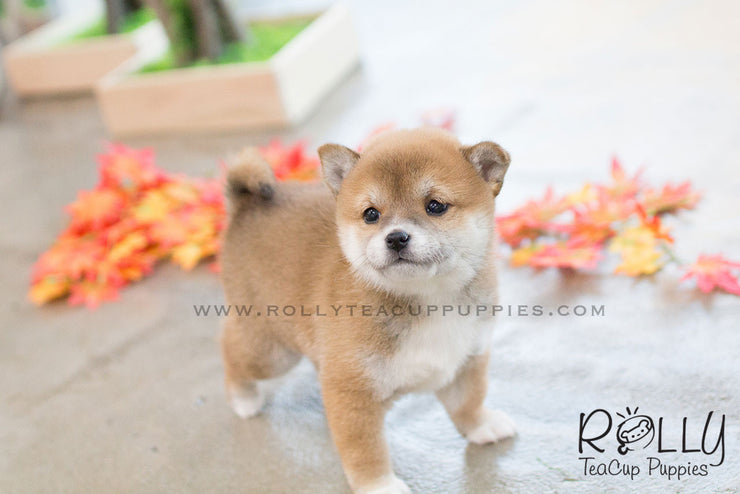 Rolly Teacup Puppies (SOLD to Morimoto) Lynn - Shiba Inu. F.