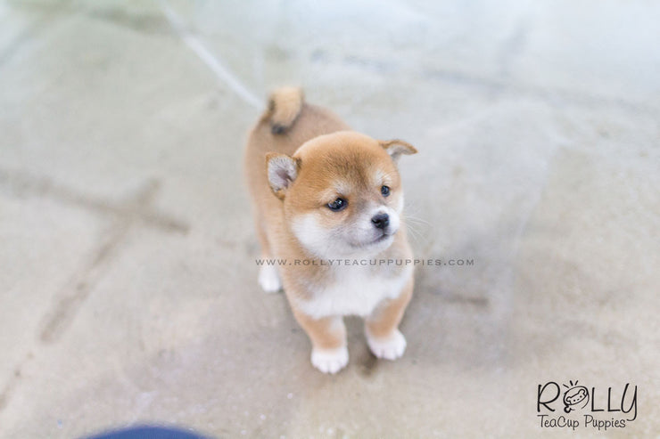 Rolly Teacup Puppies (SOLD to Morimoto) Lynn - Shiba Inu. F.