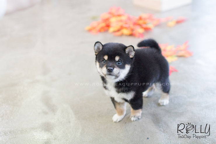 Rolly Teacup Puppies (SOLD to Rabil) Roy - Shiba Inu. M.