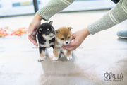 Rolly Teacup Puppies (SOLD to Morimoto) Lynn - Shiba Inu. F.
