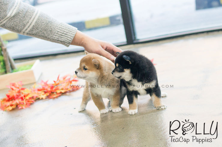 Rolly Teacup Puppies (SOLD to Morimoto) Lynn - Shiba Inu. F.