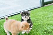 Rolly Teacup Puppies (SOLD to Rabil) Roy - Shiba Inu. M.