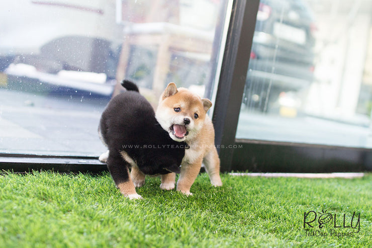 Rolly Teacup Puppies (SOLD to Morimoto) Lynn - Shiba Inu. F.