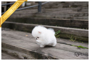 Rolly Teacup Puppies (PURCHASED by BUENROSTRO) ROMEO - Pomeranian. M.