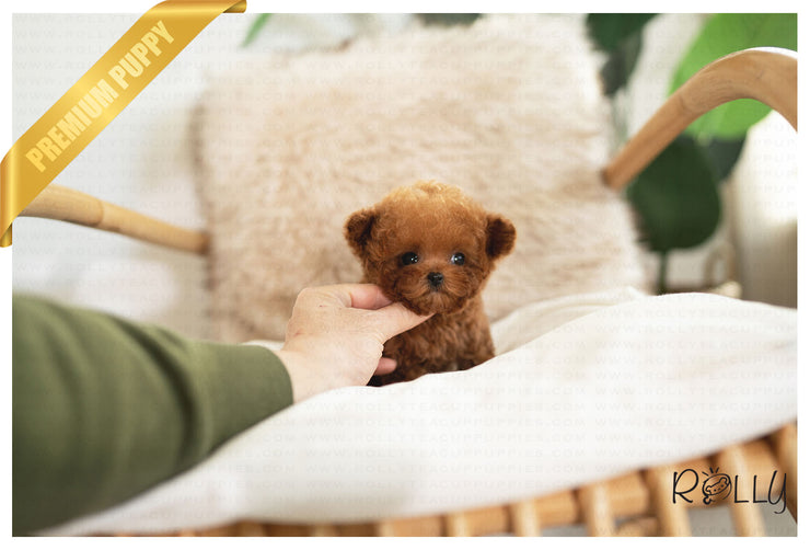 Rolly Teacup Puppies ROSE - FEMALE (PURCHASED by MONTGOMERY).