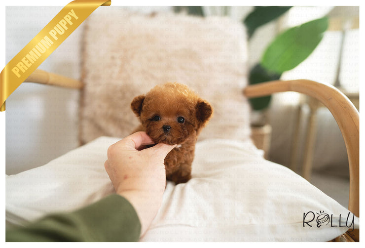 Rolly Teacup Puppies ROSE - FEMALE (PURCHASED by MONTGOMERY).