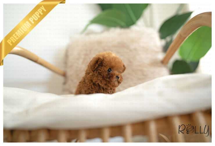 Rolly Teacup Puppies ROSE - FEMALE (PURCHASED by MONTGOMERY).
