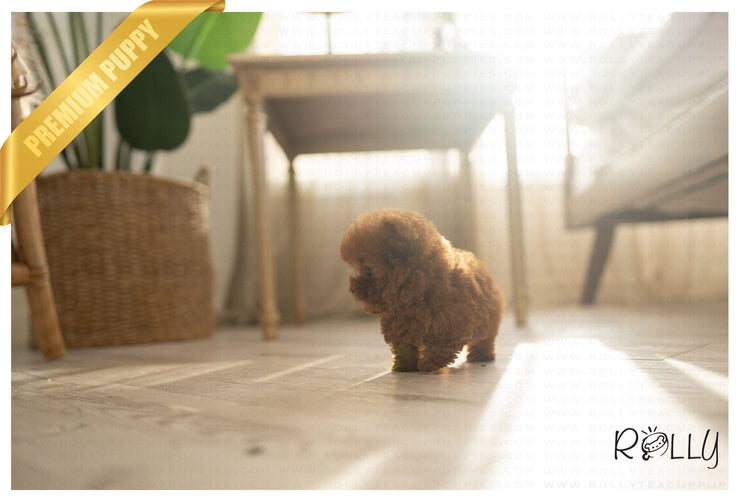 Rolly Teacup Puppies ROSE - FEMALE (PURCHASED by MONTGOMERY).