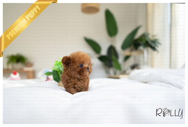 Rolly Teacup Puppies ROSE - FEMALE (PURCHASED by MONTGOMERY).