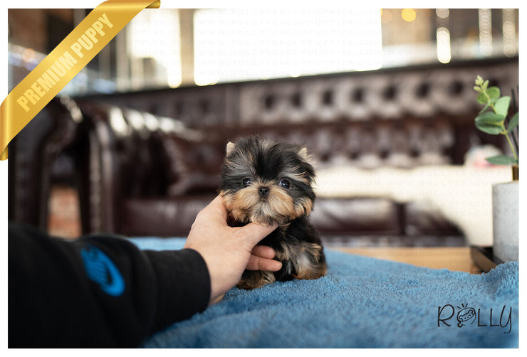 Rolly Teacup Puppies RUBEN - MALE (PURCHASED by MACRAE).