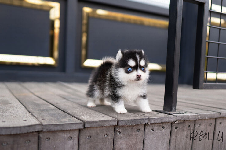 Rolly Teacup Puppies (PURCHASED by CJ) RUDOLPH - Pomsky. M.