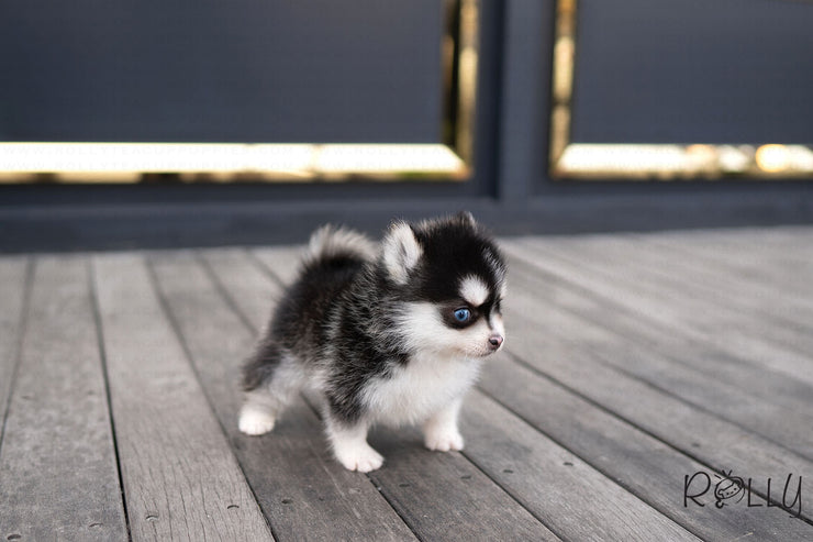 Rolly Teacup Puppies (PURCHASED by CJ) RUDOLPH - Pomsky. M.