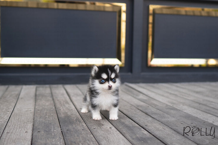Rolly Teacup Puppies (PURCHASED by CJ) RUDOLPH - Pomsky. M.