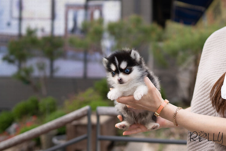 Rolly Teacup Puppies (PURCHASED by CJ) RUDOLPH - Pomsky. M.