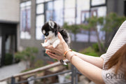 Rolly Teacup Puppies (PURCHASED by CJ) RUDOLPH - Pomsky. M.