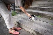Rolly Teacup Puppies (PURCHASED by CJ) RUDOLPH - Pomsky. M.
