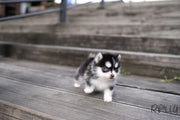 Rolly Teacup Puppies (PURCHASED by CJ) RUDOLPH - Pomsky. M.