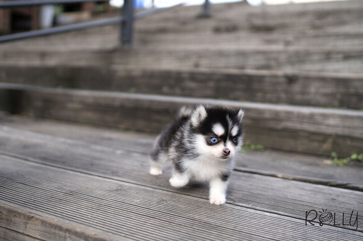 Rolly Teacup Puppies (PURCHASED by CJ) RUDOLPH - Pomsky. M.