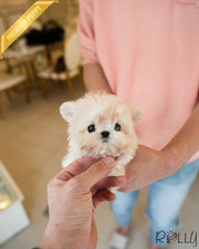 RUPERT - MALE (PURCHASED by CAPILI)