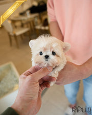 RUPERT - MALE (PURCHASED by CAPILI)