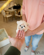 RUPERT - MALE (PURCHASED by CAPILI)