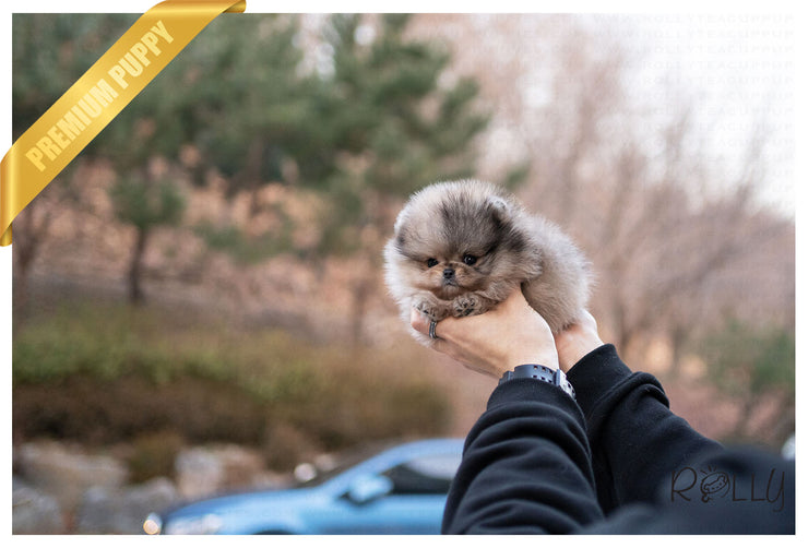 Rolly Teacup Puppies (Purchased by Jones) Raisin - Pomeranian. M.