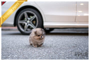 Rolly Teacup Puppies (Purchased by Jones) Raisin - Pomeranian. M.