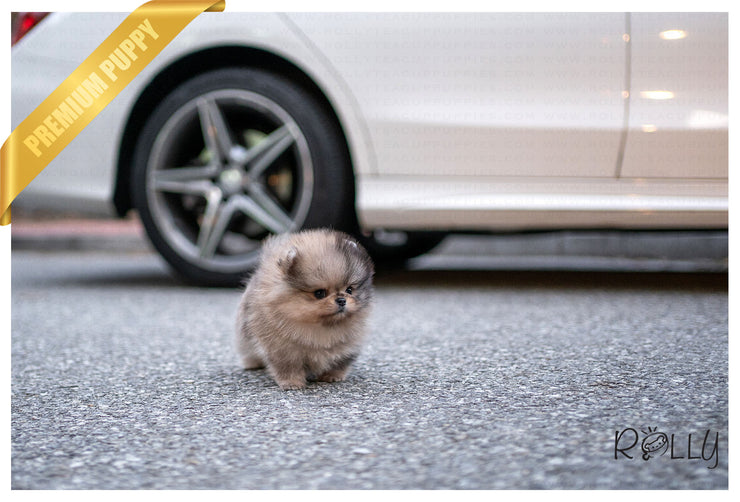 Rolly Teacup Puppies (Purchased by Jones) Raisin - Pomeranian. M.