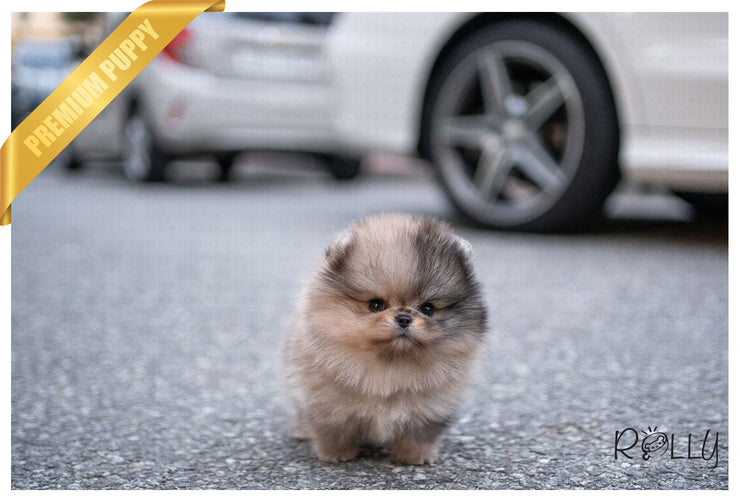 Rolly Teacup Puppies (Purchased by Jones) Raisin - Pomeranian. M.