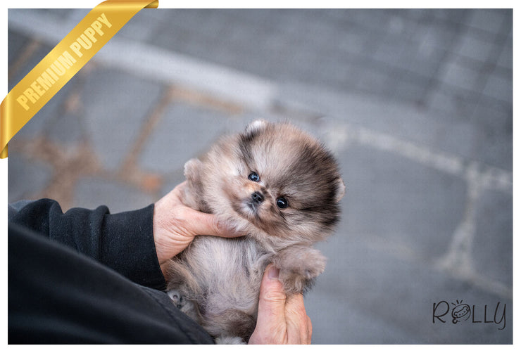 Rolly Teacup Puppies (Purchased by Jones) Raisin - Pomeranian. M.