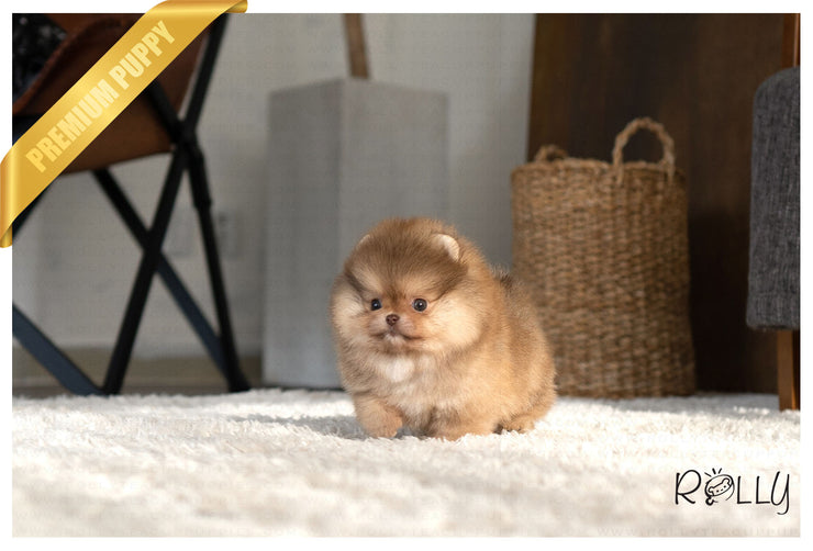 Rolly Teacup Puppies (PURCHASED by Vazquez) REESE - Pomeranian. F.