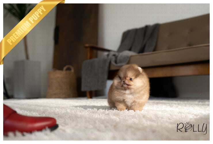 Rolly Teacup Puppies (PURCHASED by Vazquez) REESE - Pomeranian. F.