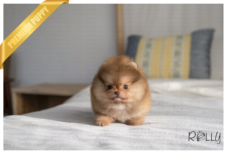 Rolly Teacup Puppies (PURCHASED by Vazquez) REESE - Pomeranian. F.