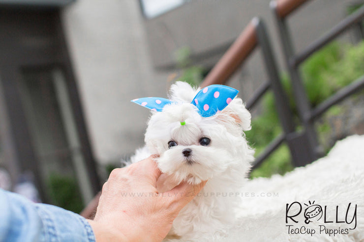 Rolly Teacup Puppies Jessie - Maltese.
