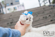 Rolly Teacup Puppies Jessie - Maltese.