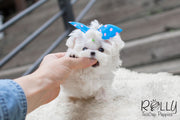 Rolly Teacup Puppies Jessie - Maltese.