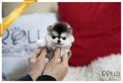 Rolly Teacup Puppies (Purchased by El-Nashar) Ricky - Pomsky. M.