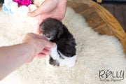 Rolly Teacup Puppies Rita - Toy Poodle.