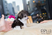 Rolly Teacup Puppies Rita - Toy Poodle.