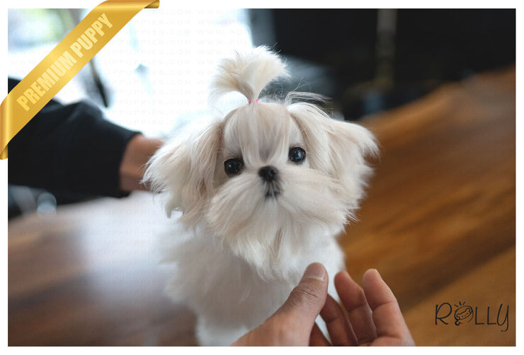 Rolly Teacup Puppies (PURCHASED by Kim) MAUI - Maltese. M.