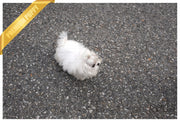 Rolly Teacup Puppies (PURCHASED by Kim) MAUI - Maltese. M.