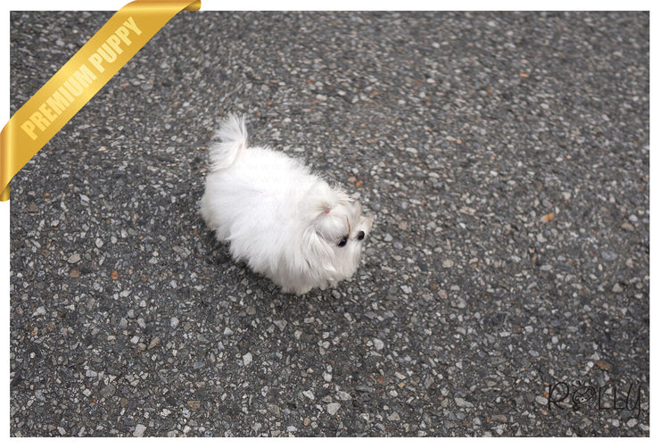 Rolly Teacup Puppies (PURCHASED by Kim) MAUI - Maltese. M.