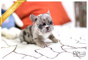 Rolly Teacup Puppies (SOLD to Chen) Rolly - French. F.