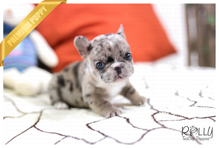 Rolly Teacup Puppies (SOLD to Chen) Rolly - French. F.