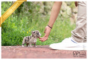 Rolly Teacup Puppies (SOLD to Chen) Rolly - French. F.